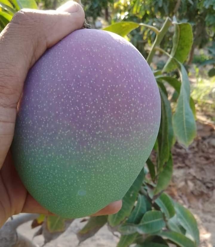 Premium Mango (Keitt)