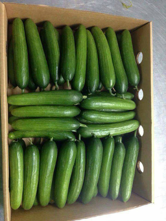 Fresh Cucumber