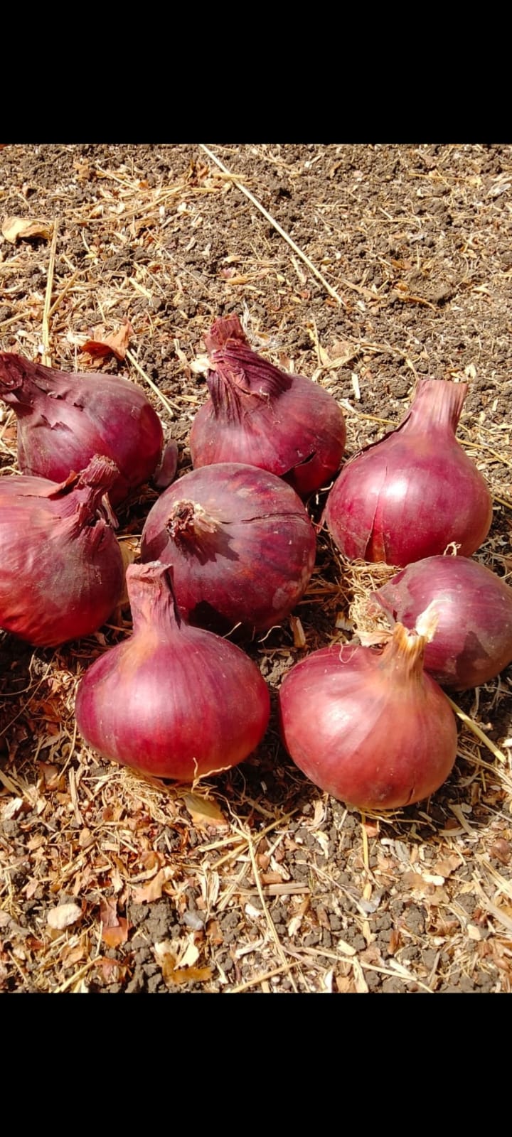 Red Onion