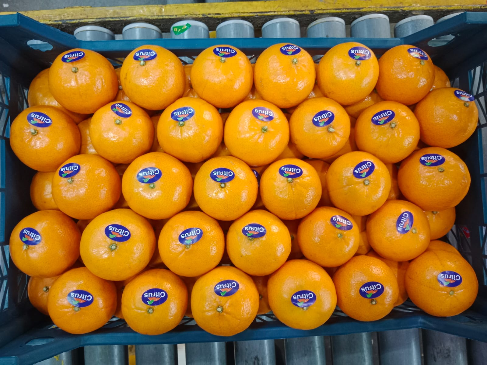 Navel Oranges
